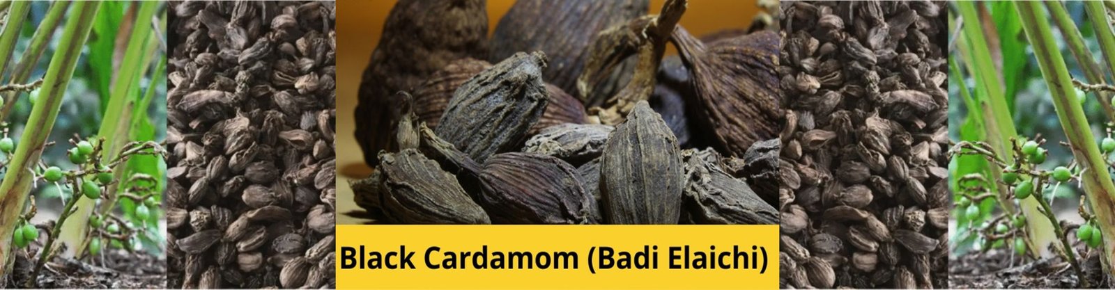 Black Cardamom (Kali Ilayachi)