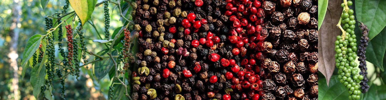 Black Pepper