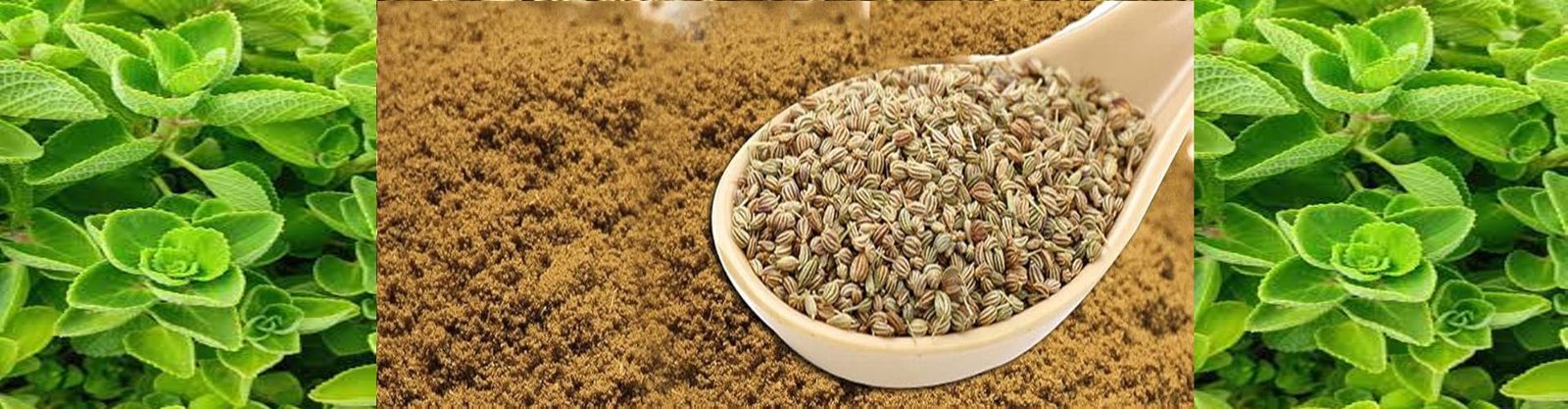 Carom (Ajwain)