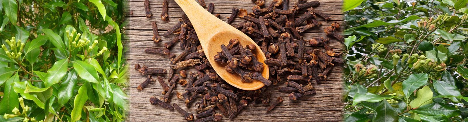 Cloves (Lavang)