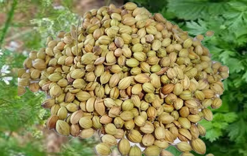 Coriander