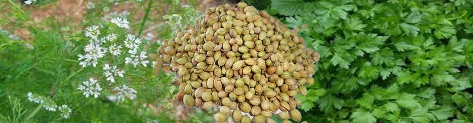 Coriander