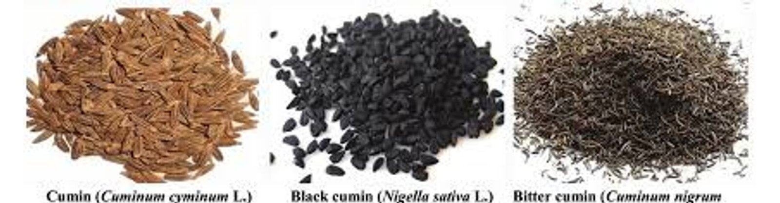 Cumin (Jeera)