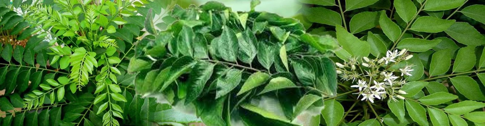 Curry leaves (Kadi Patta)