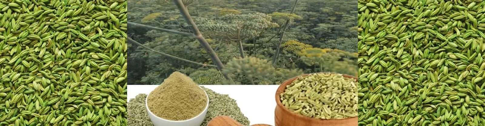 Fennel (Saunf)