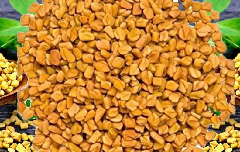 Fenugreek (Methi)