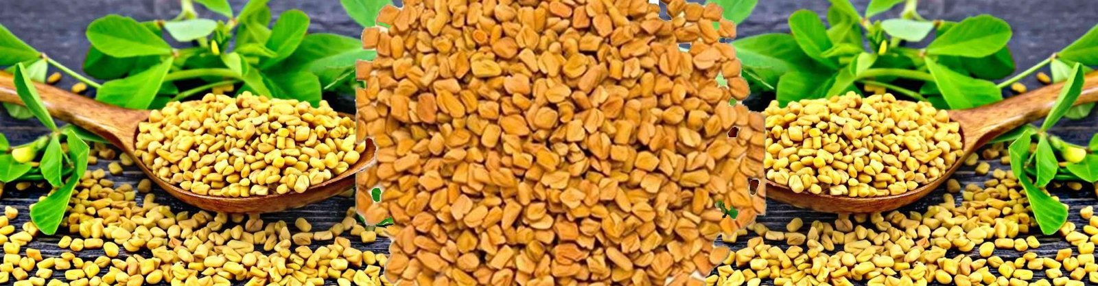 Fenugreek (Methi)