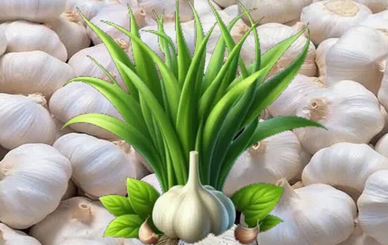 Garlic (Lahasun)