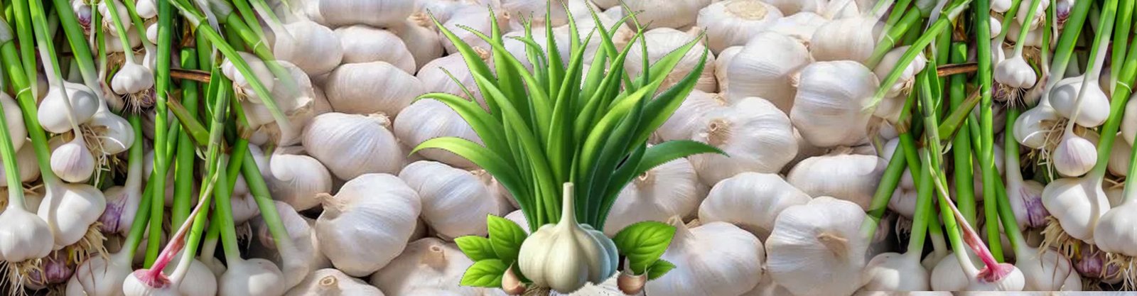Garlic (Lahasun)
