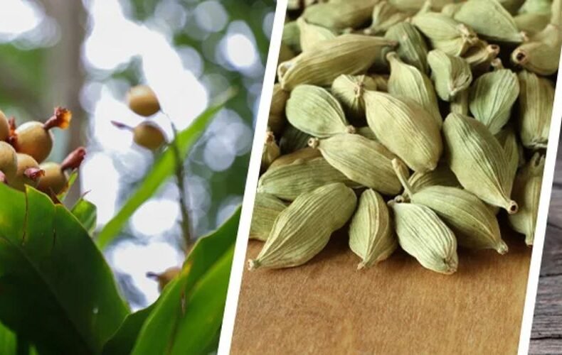 Green Cardamom (Chhoti Elaichi)