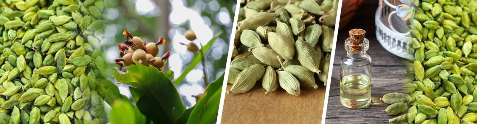 Green Cardamom (Chhoti Elaichi)
