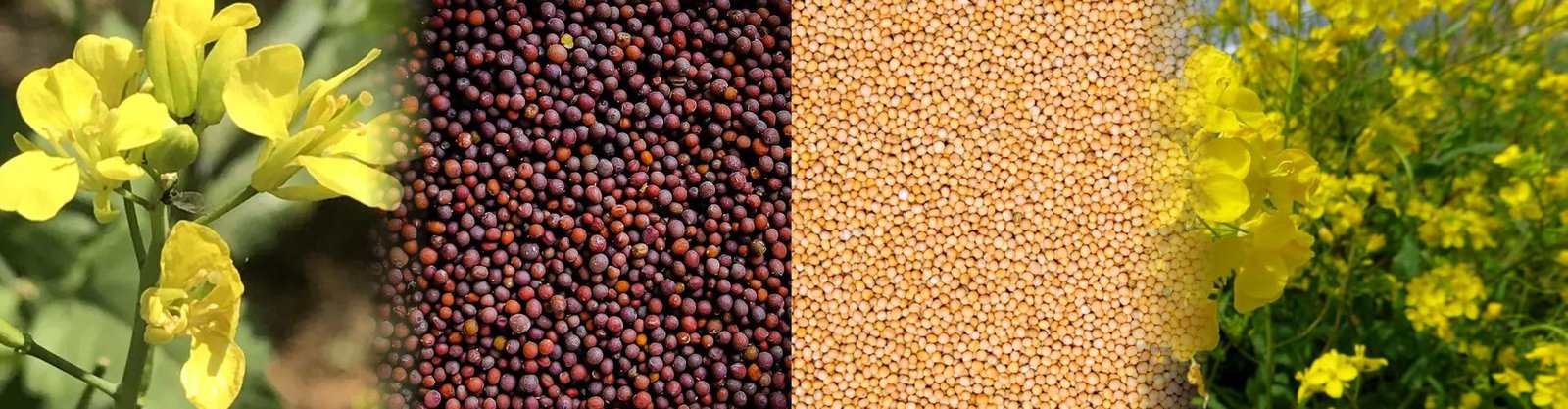 Mustard Seeds (Rai)