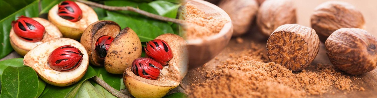 Nutmeg (Jaiphal)
