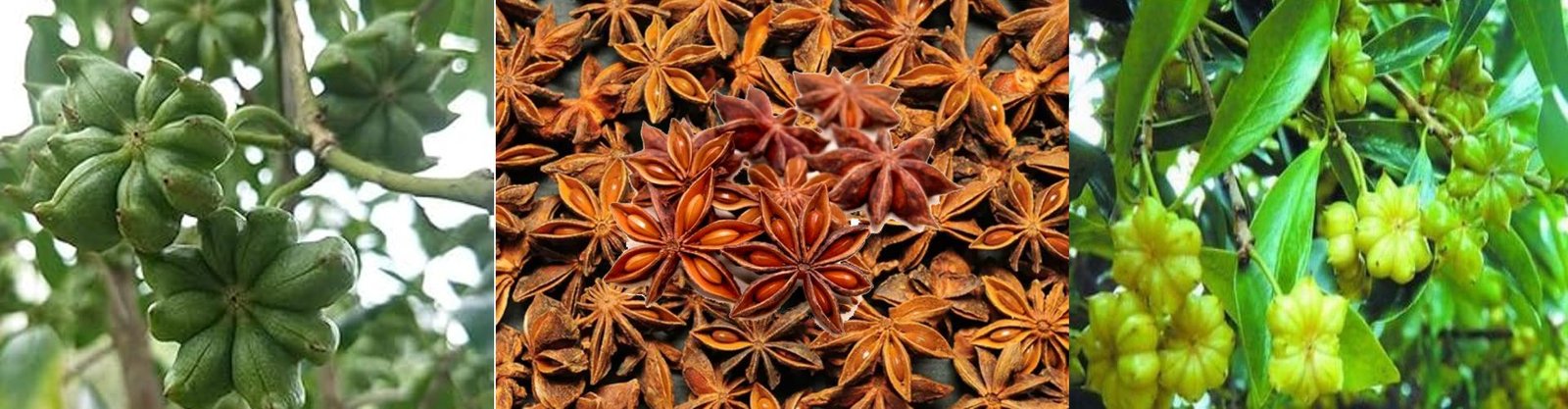 Star Anise (Chakra Phul)
