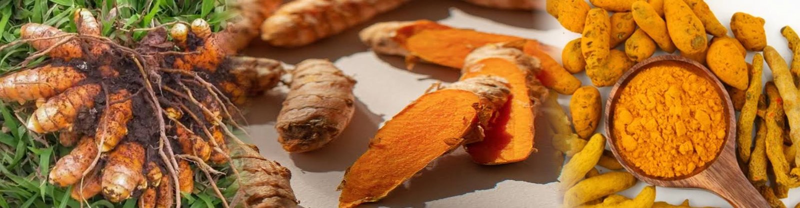 Turmeric Haldi