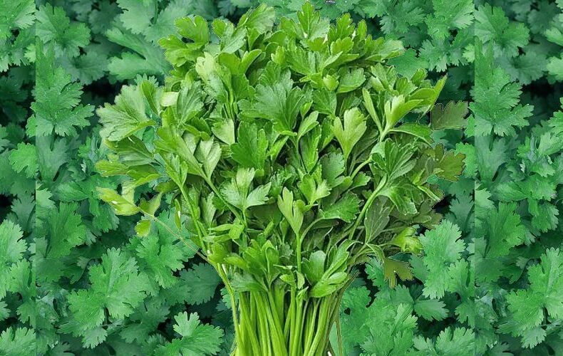 cilantro
