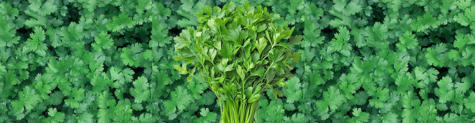 cilantro