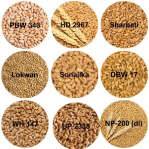 Indian Wheat Varieties
