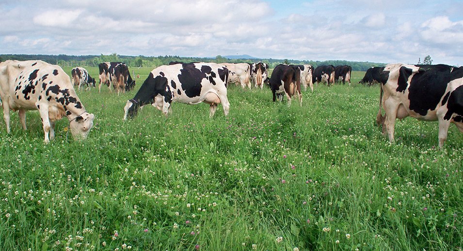 Livestock health dairy farming Meekoo