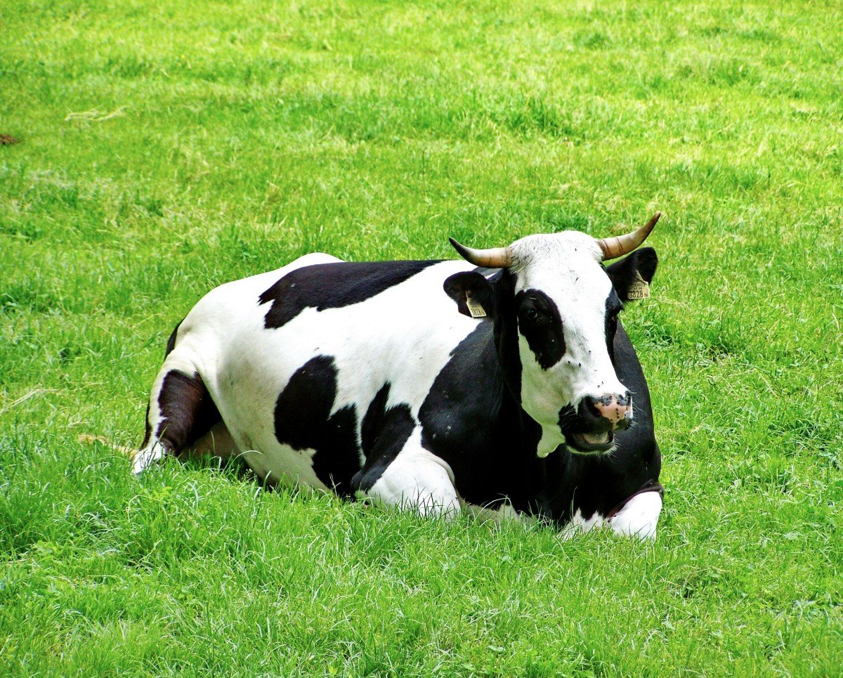 Meekoo contract dairy farming A2 milk India